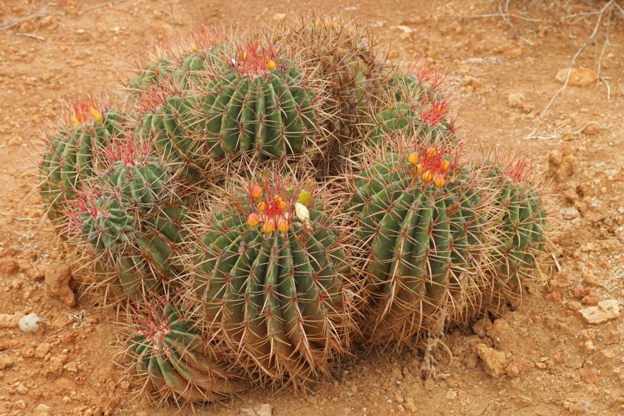 Ферокактус Грацилис Ferocactus gracilis coloratus