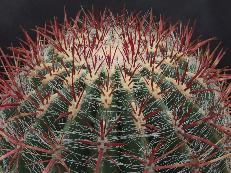 Кактус Ferocactus glaucescens