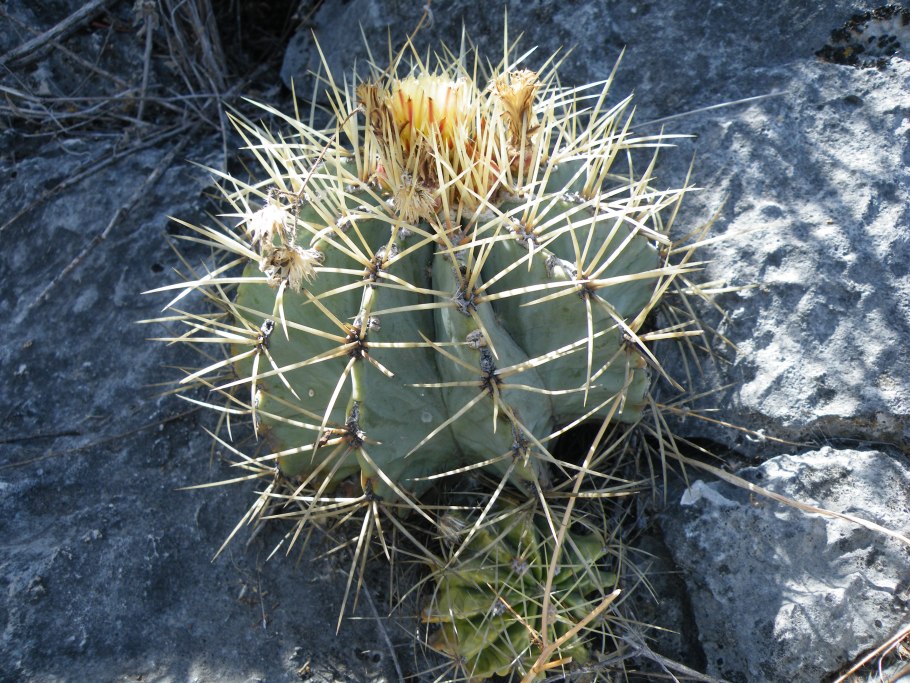 Ferocactus emoryi Blue Barrel Cactus