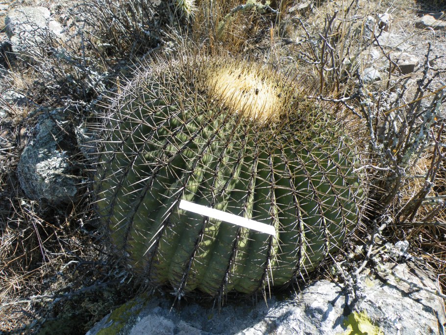 Кактус дьявола