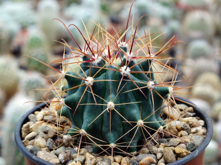 Ferocactus peninsulae