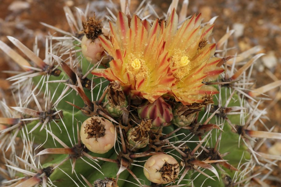 Ферокактус широкоиглый