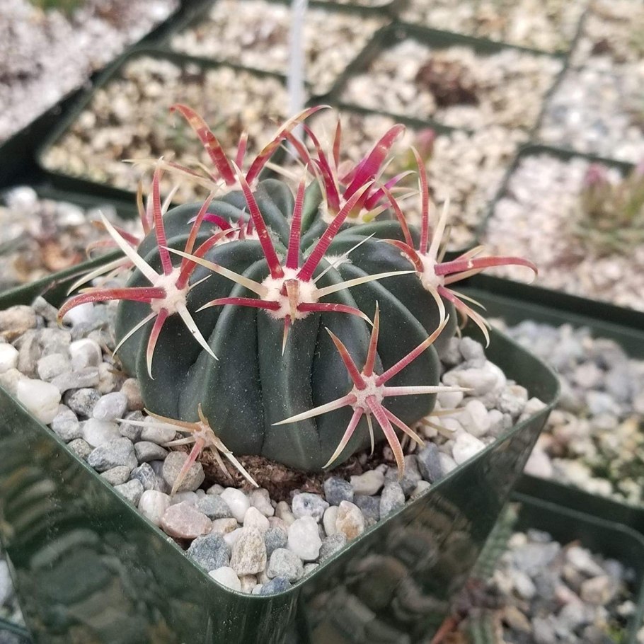 Ferocactus Santa Maria Rus 567