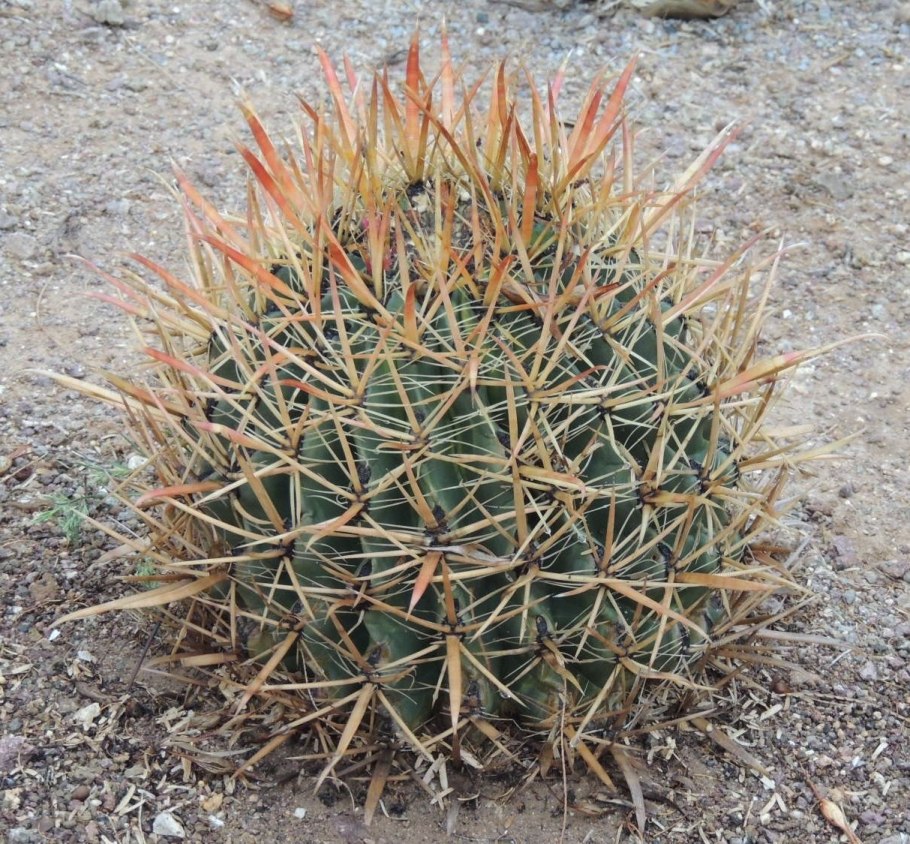 Ферокактус широкоиглый
