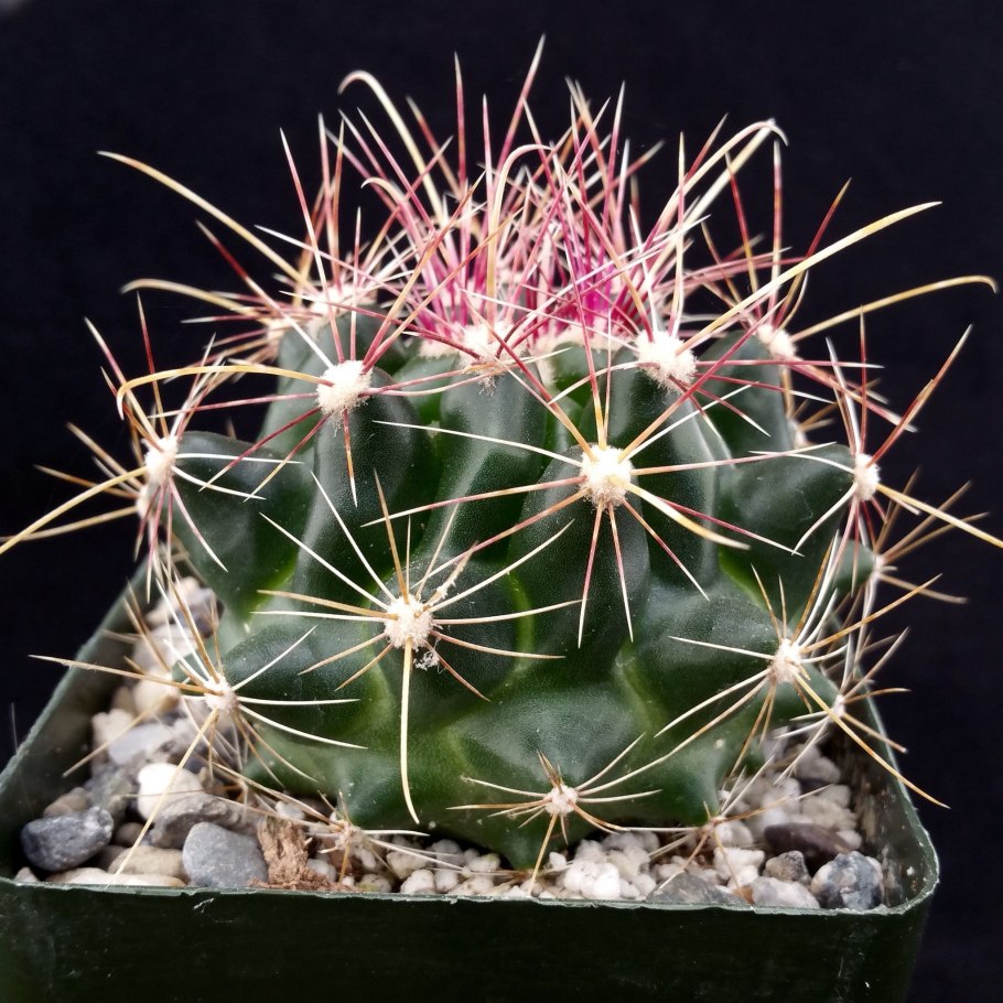 Ferocactus stainesii