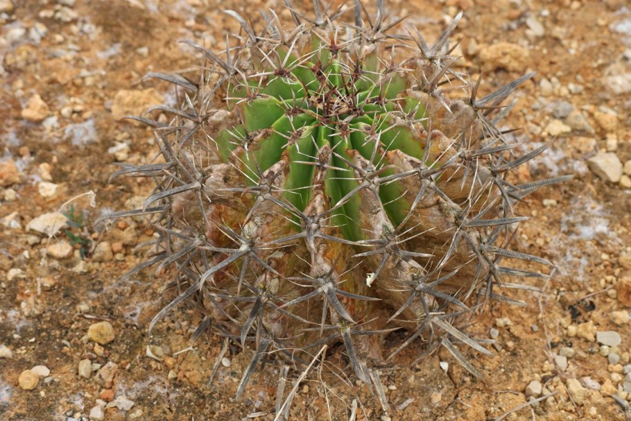 Ferocactus fordii sb1479