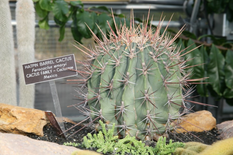 Ferocactus alamosanus