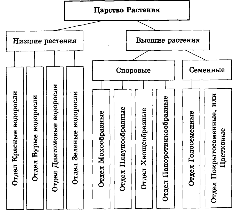Царство растений классификация схема