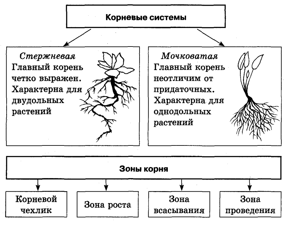 Ткани покрытосеменных растений таблица