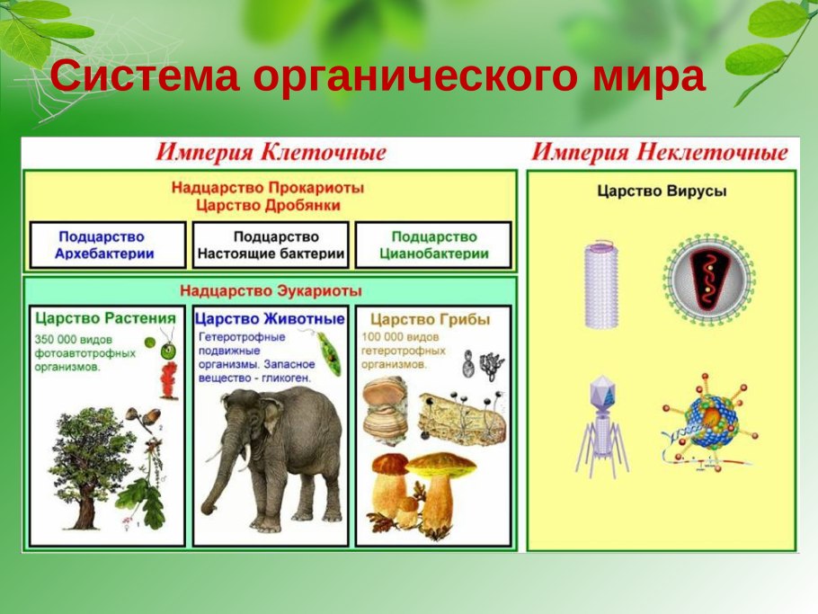 Классификация растений схема