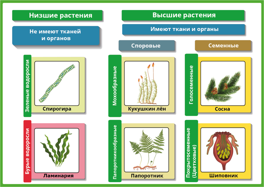Низшие растения