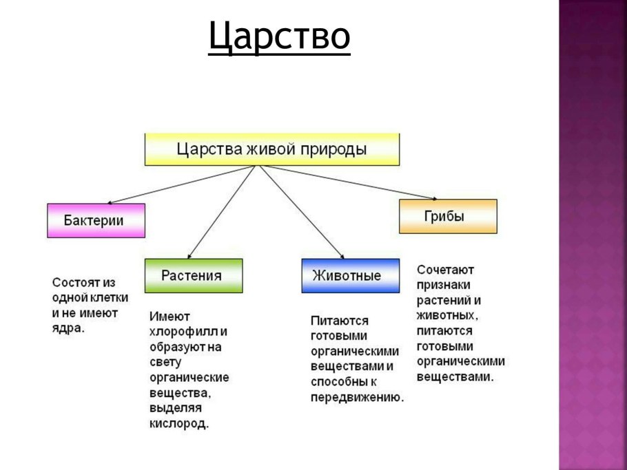 Царство растений животных грибов бактерий вирусов