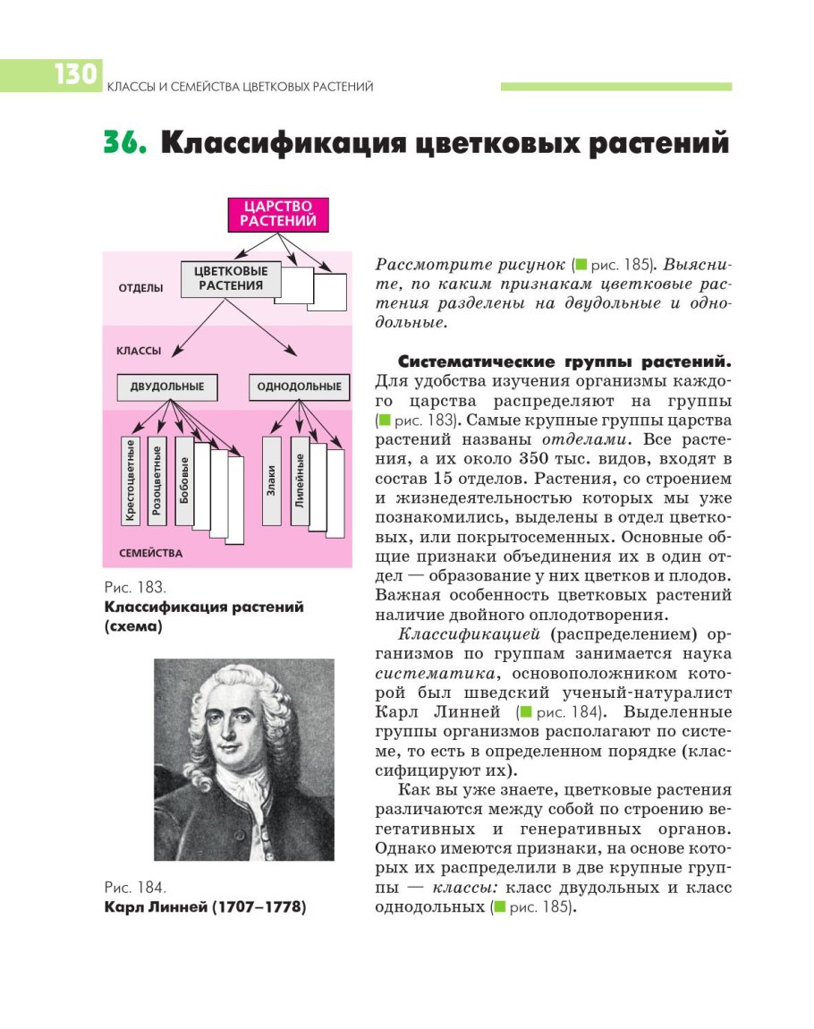 Классификация растения Ромашка