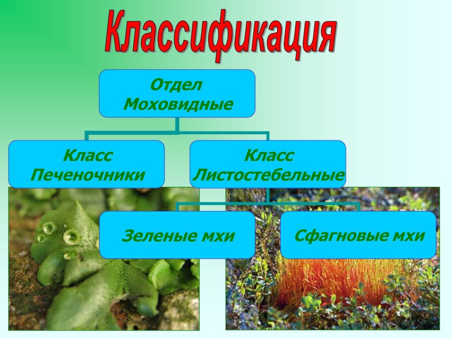 Отдел Моховидные класс печеночники
