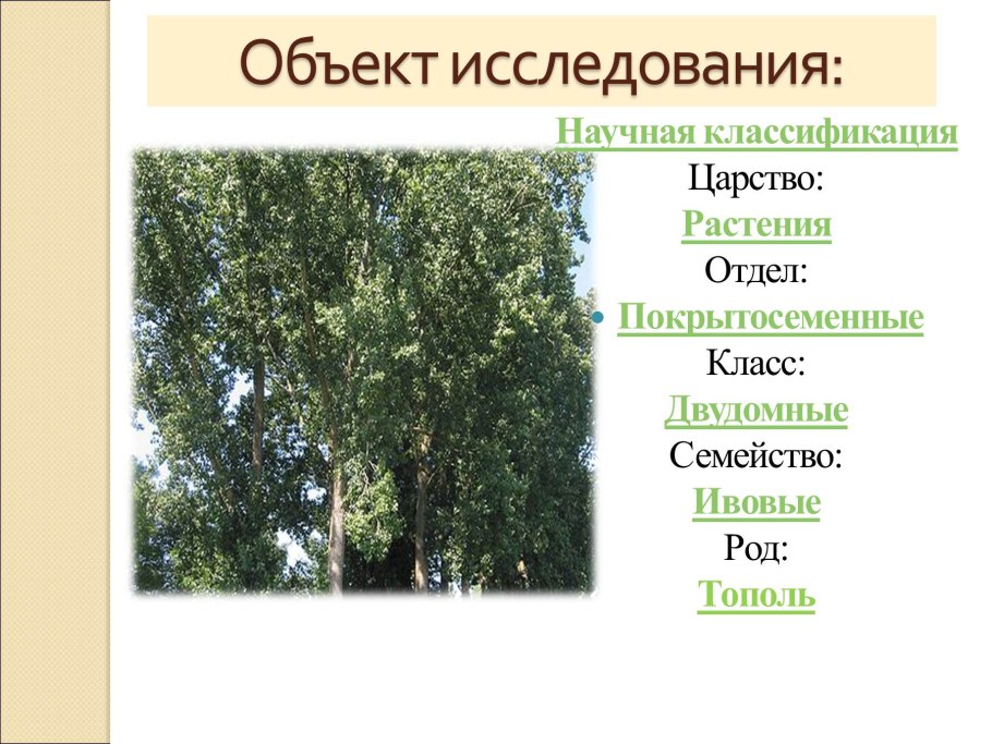 Тополь двудомное растение