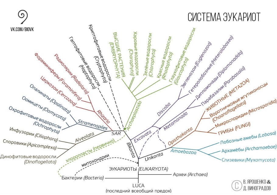 Современная систематика эукариот