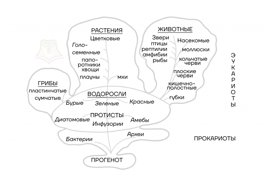 Система растений Карла Линнея