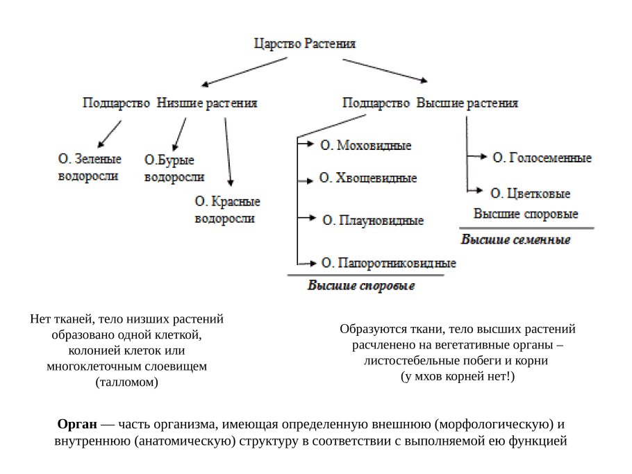 Классификация грибов микробиология т