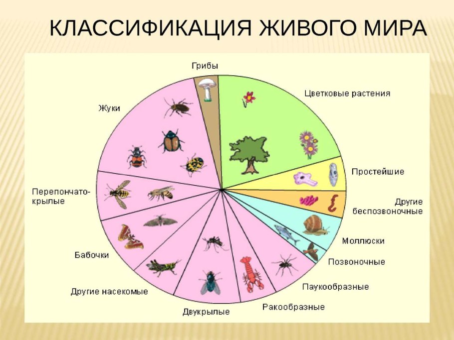 Основные таксономические категории растений