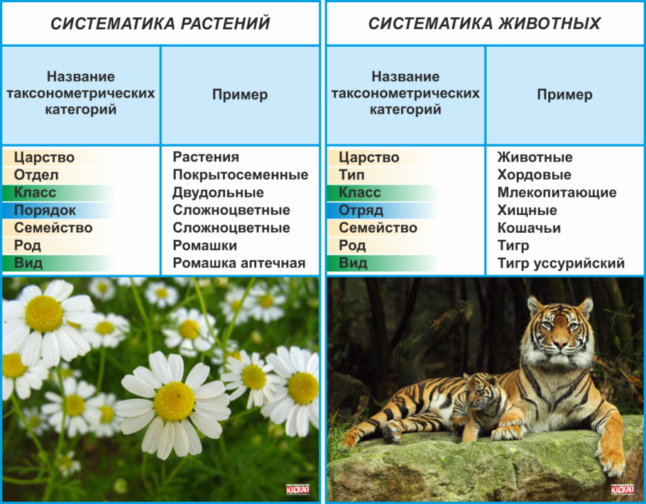 Систематика растений и животных