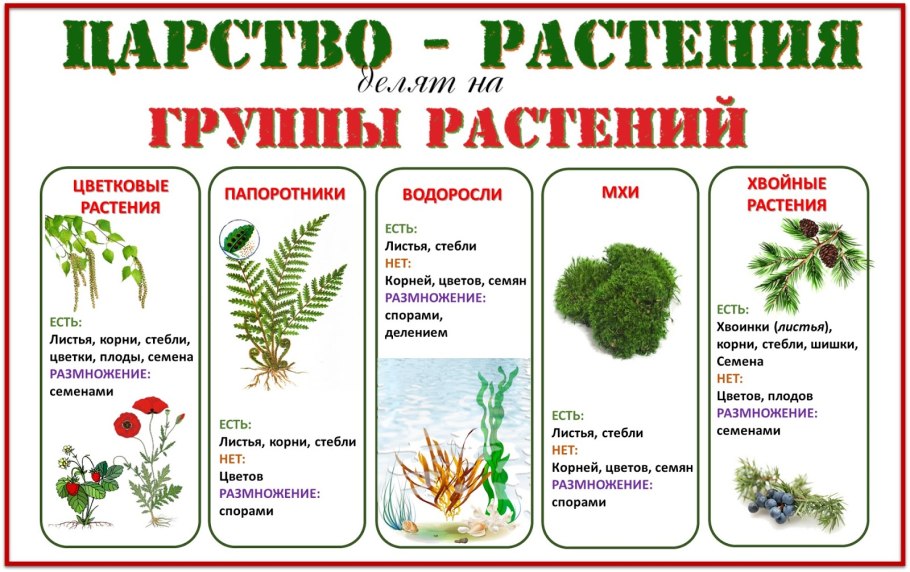 Царство растений