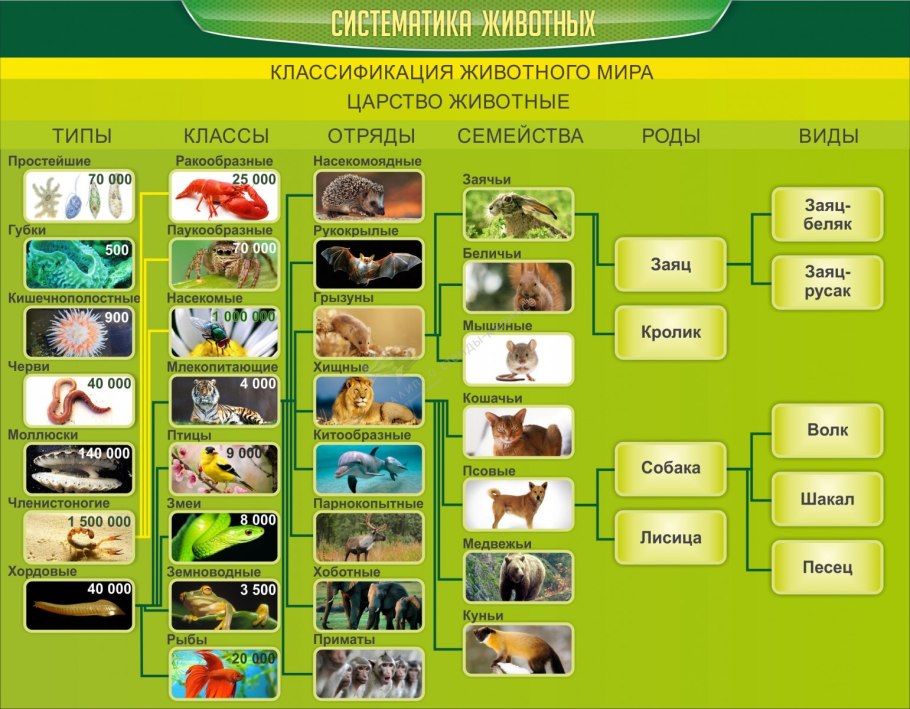 Систематика животных Тип вид