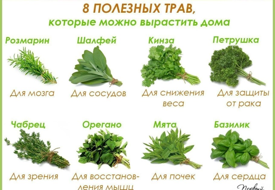 Мятлик пырей