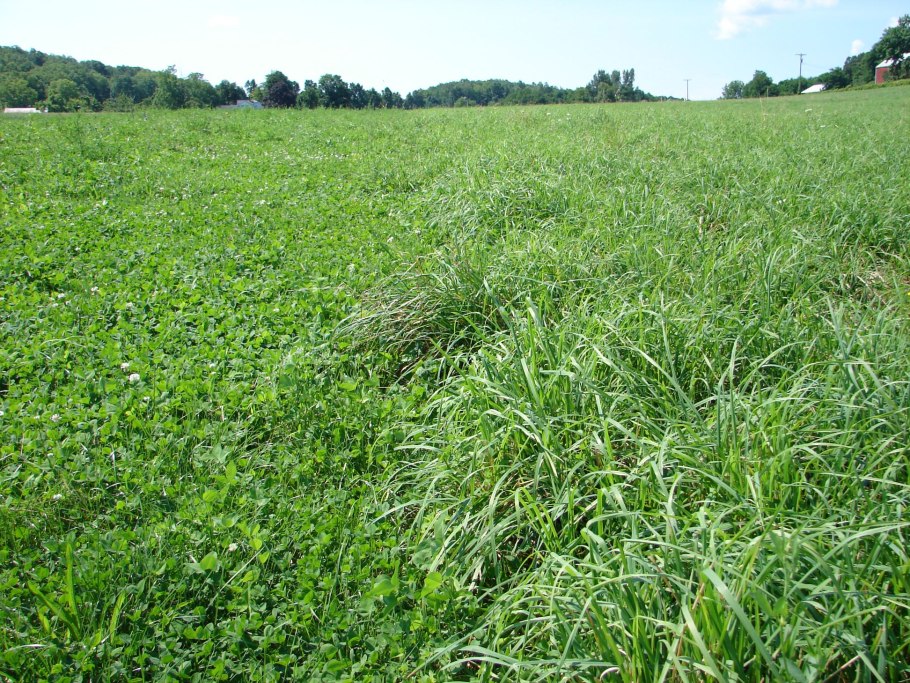 Овсяница красная (Festuca rubra)