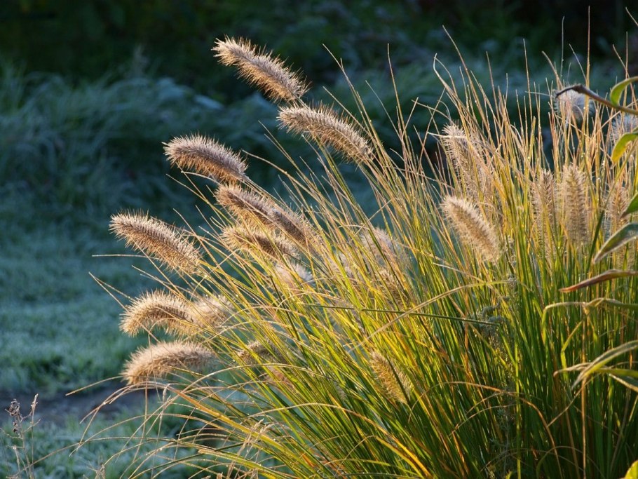 Pennisetum alopecuroides little Bunny