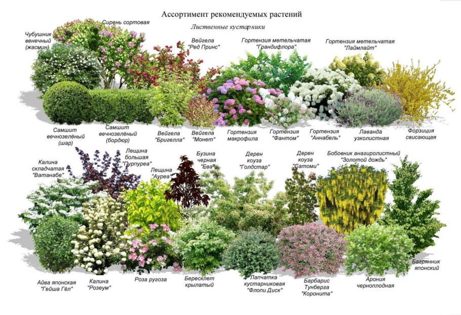 Райграс пастбищный сакини