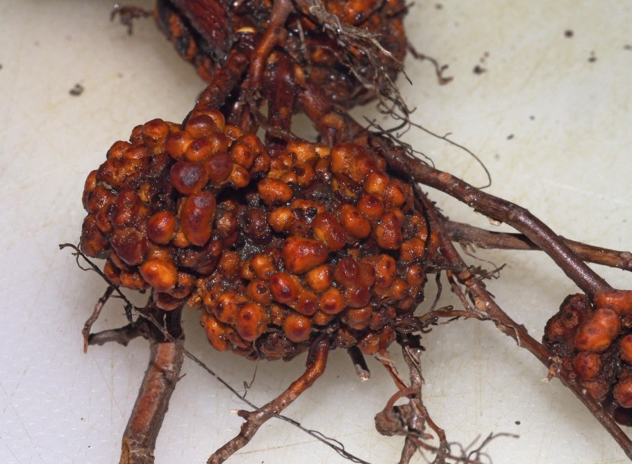 Клубеньки ольхи Frankia