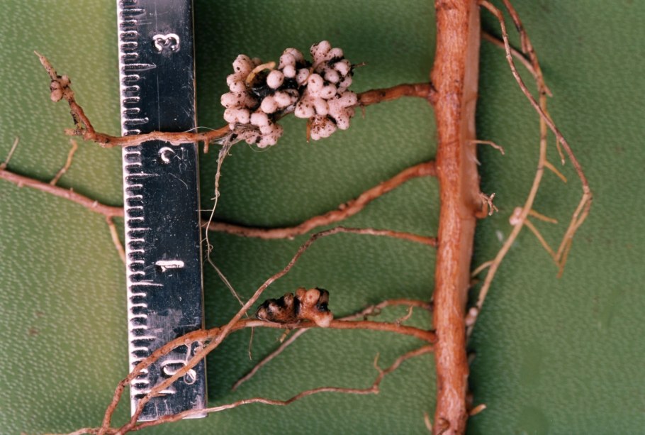 Frankia актиномицеты