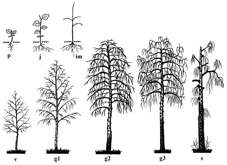 Паспорт дерева ольха