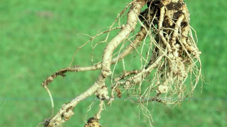 Черн корень