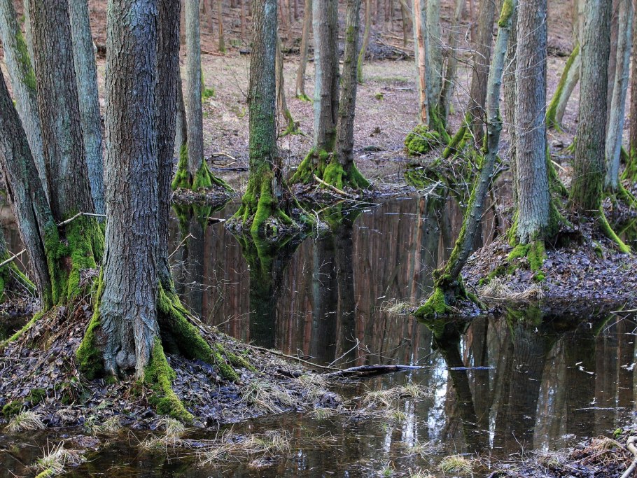 Плотность сухой древесины разных пород