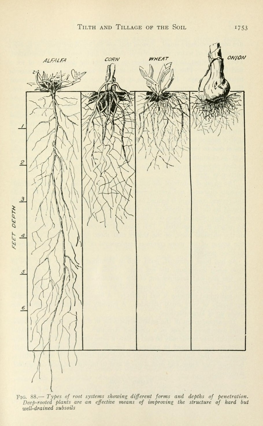 Ольха дерево скорость роста