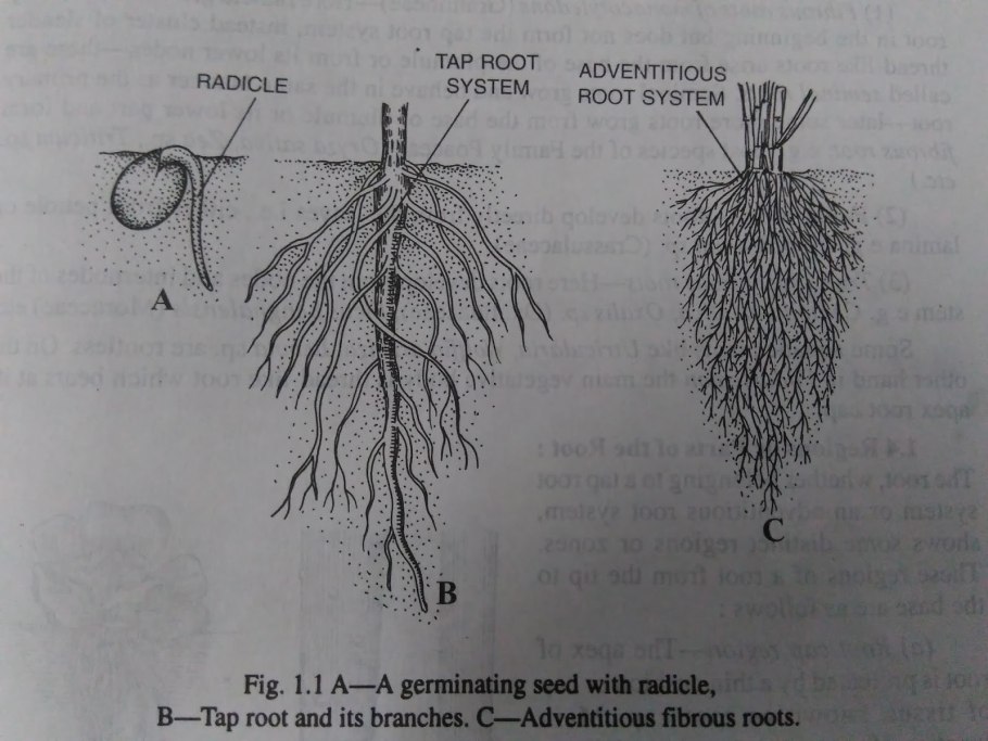 Alnus glutinosa ареал