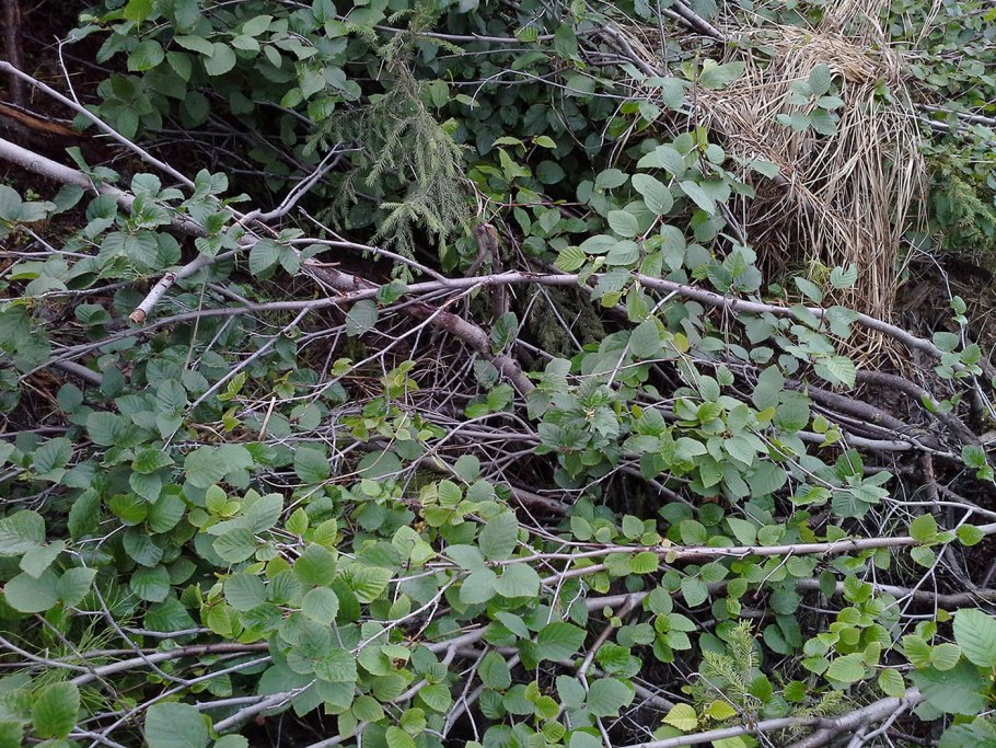 Система корней у сосны