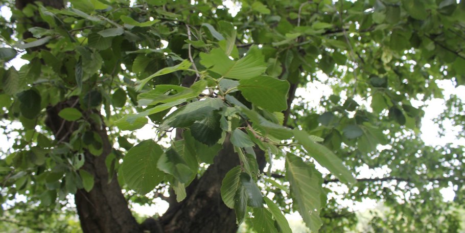 Корни дерева грецкого ореха