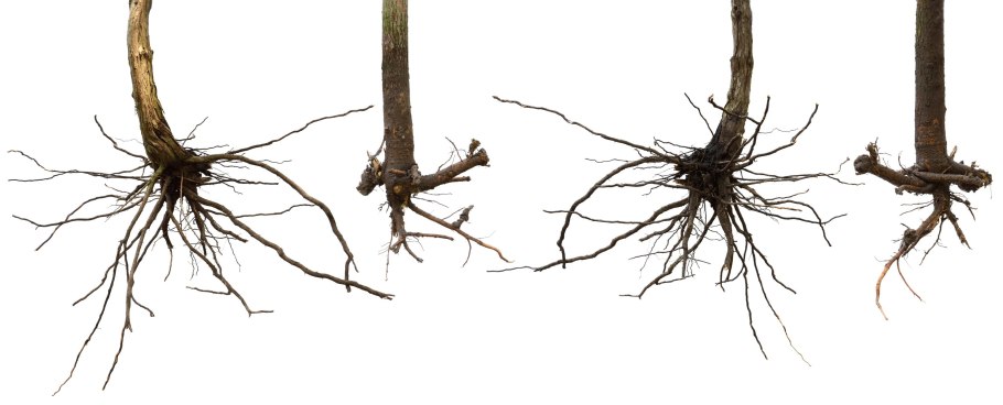 Parts of Plants and Trees