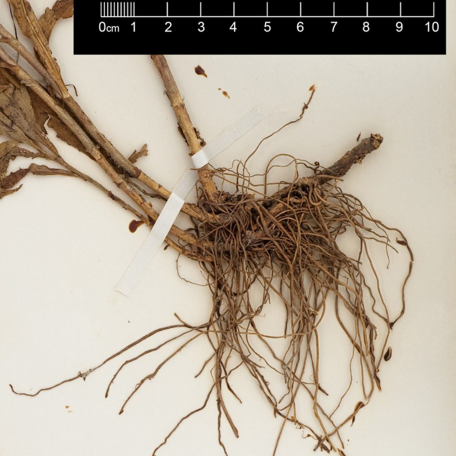 Старинный корень