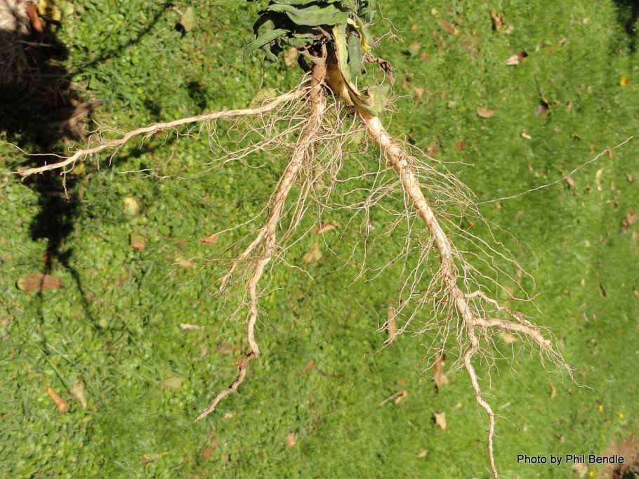 Корни осины