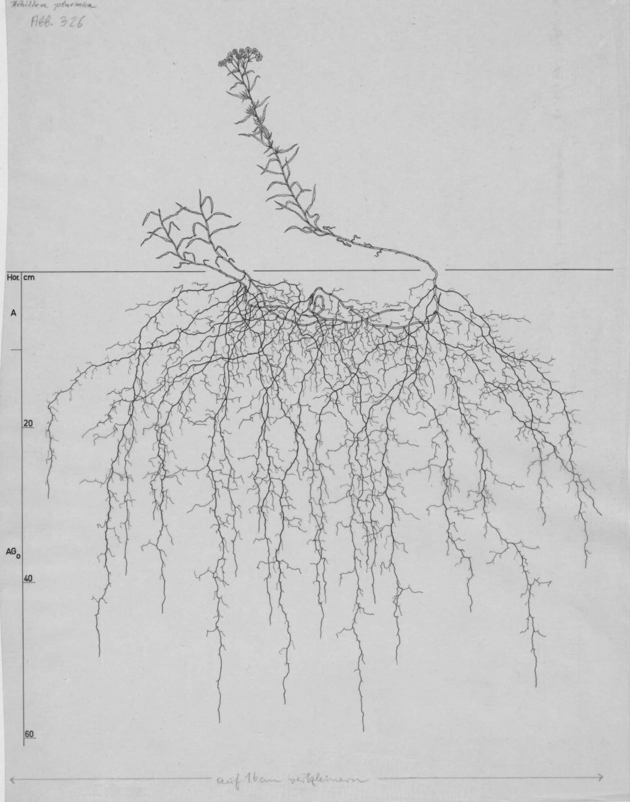 Корневая система кипариса схема