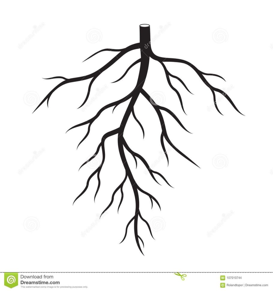 Корневая система сосны схема