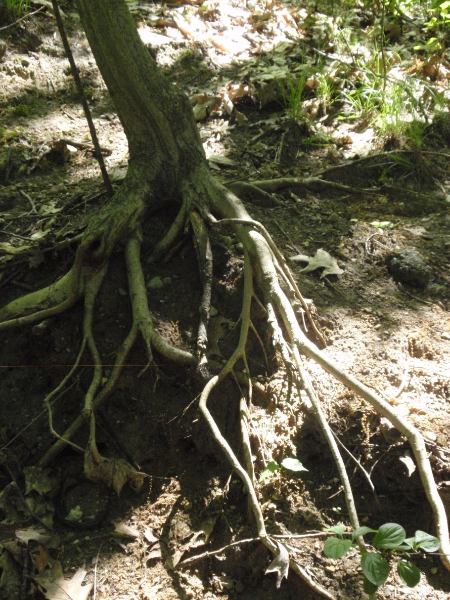 Корень ольхи