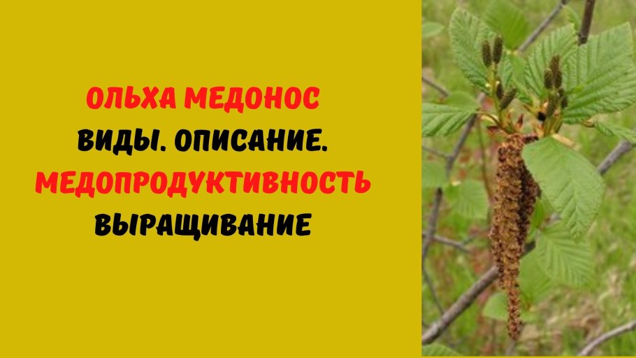 Виды корневой системы ели