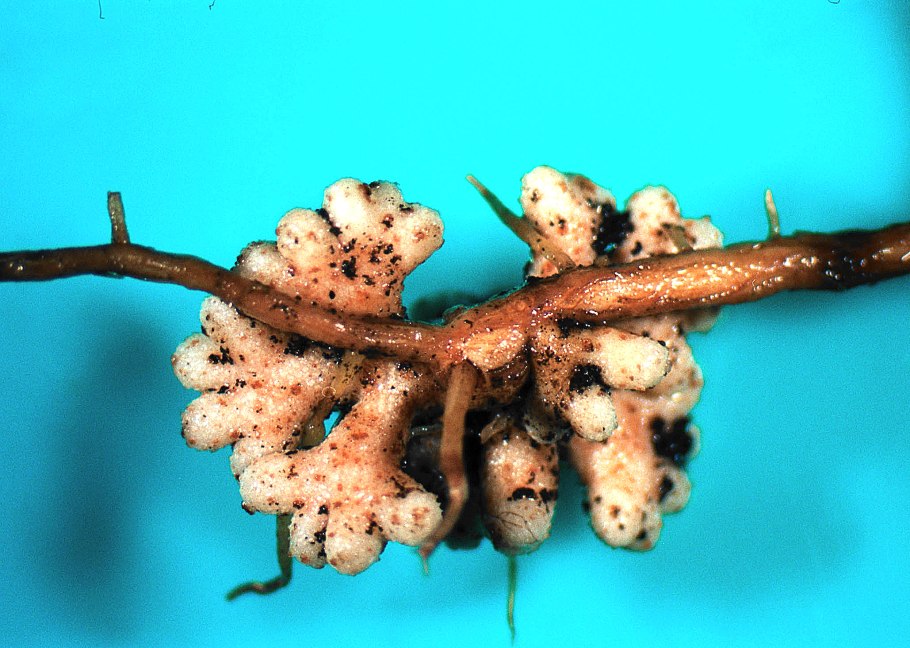 Frankia актиномицеты