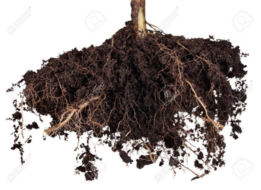 Корни в земле