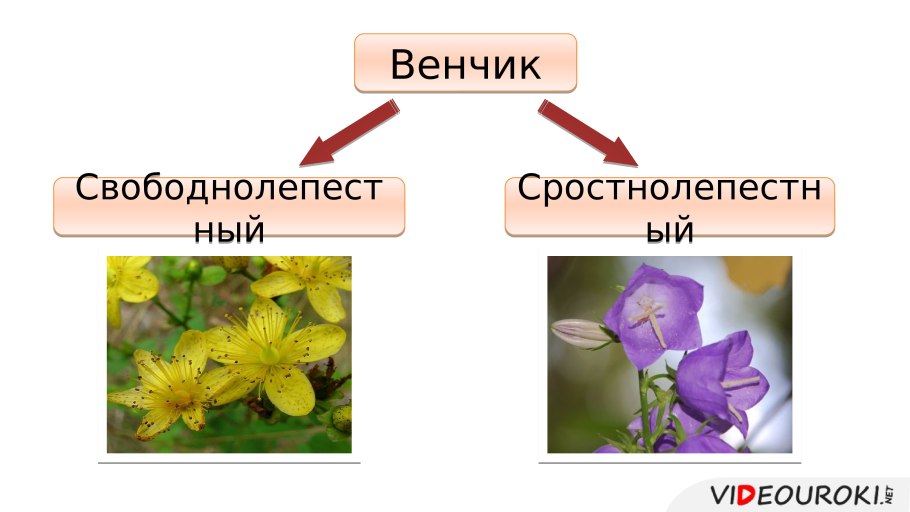 Культурные растения