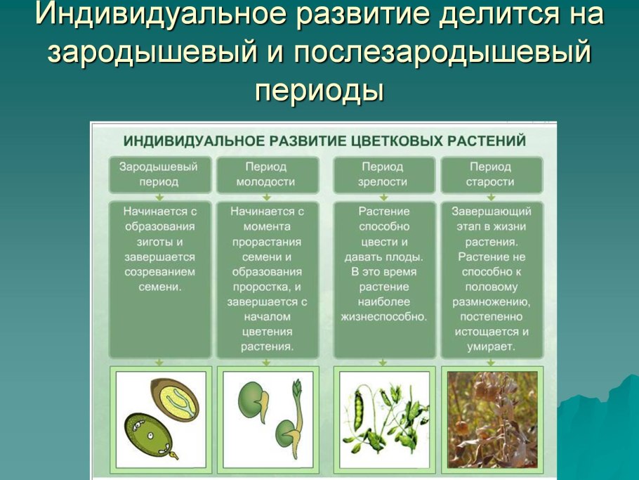 Названия плодов растений таблица с примерами